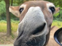 -常州淹城野生动物世界