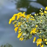 桂拂清风菊带霜