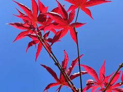 -上海佘山世茂艾美酒店