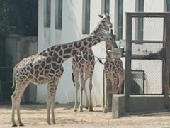 -合肥野生动物园