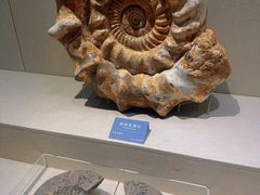 -安徽省地质博物馆