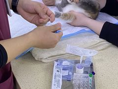 -美联众合动物医院·24h转诊中心