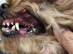 -八公叔叔宠物美容连锁(春申店)