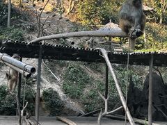 -西双版纳原始森林公园