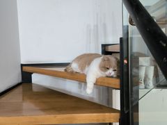 -爱侣宠医·鹦鹉专科·小型哺乳类·异宠专科(灵石路店)