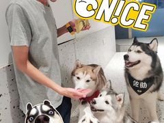-Husky Go!哈士奇体验馆·宠物咖啡厅狗咖