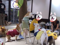-逗柴咖啡屋·狗咖猫咖宠物桌游