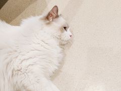 -藏猫猫咖啡主题馆(中央大道店)