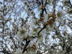 -雨花胜境
