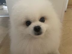 -美联众合动物医院·24h转诊中心