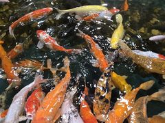 -上海大自然野生昆虫馆(东方明珠·爬宠昆虫探索中心)