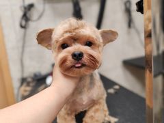 -帕帕拉兹宠物(亚洲旗舰店)