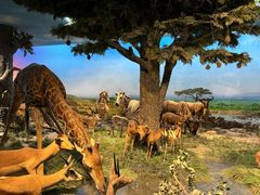 -国家自然博物馆