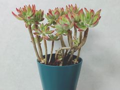 -秦美花卉(天朗·莱茵小城2期店)