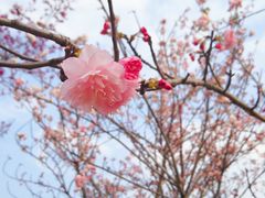 -天适樱花悠乐园