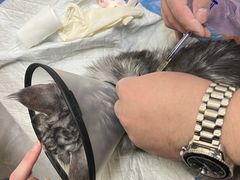 -德元·美联众合24小时动物医院(总院)