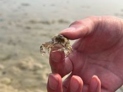 -红树林天天赶海