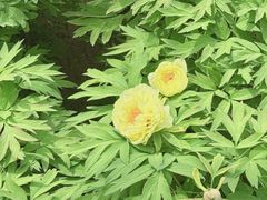 -洛阳市隋唐城遗址植物园