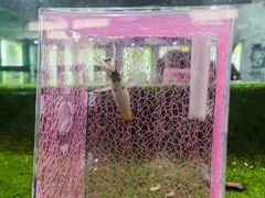 -上海昆虫博物馆