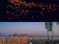 -野鸭湖国家湿地公园