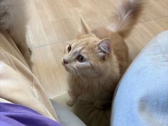 -唐小姐の私宠·宠物洗护美容·撸猫馆·购宠(周浦万达旗舰店)