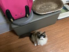 -华莱士·全鸡汉堡(五爱道店)