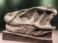 -自贡恐龙博物馆