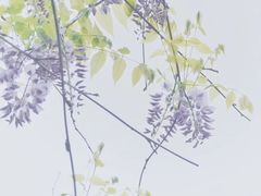 -嘉定紫藤园