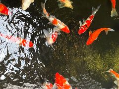 -鲤院·新中式美学·庭院餐厅(夫子庙店)