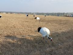 -盐城丹顶鹤湿地生态旅游区