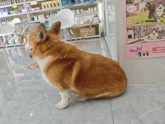 -安安宠医·臻爱宠物医院·宠保定点(营门口路分院)