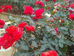 -人民公园(罗湖区)