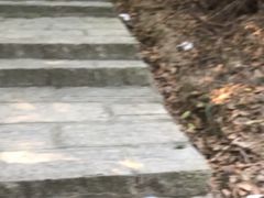 -凤岗南门山森林公园