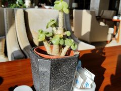 -新都绿城喜来登酒店大堂吧