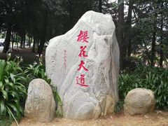 门面-武汉大学-樱园