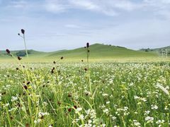 -乌兰布统草原