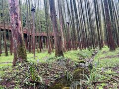 -山王坪喀斯特国家生态公园