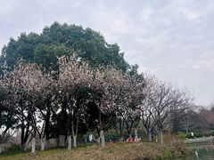 -青枫公园