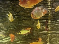 -西安曲江海洋极地公园
