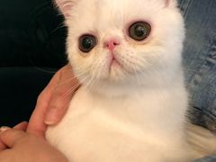 -猫大福·Fortune Cat猫舍(百子湾店)