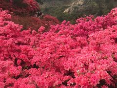 -木兰云雾山
