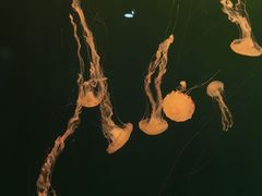 -大连老虎滩海洋公园