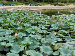 -新江湾城公园
