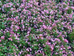 -吴淞炮台湾湿地森林公园烧烤区