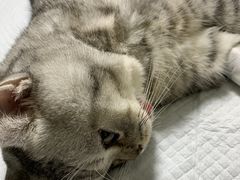 -达爱动物医院·犬猫分区·CT·复杂眼科(远洋山水分院)