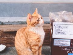 -知亘茶食