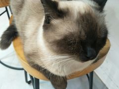 -Heymao猫咖.咖啡厅(东门店)