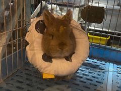 -雨林宠物医院 非犬猫异宠专科