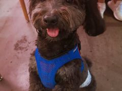 -百好乐宠物友好餐厅(朝外大街店)