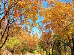 -阳台山自然风景区